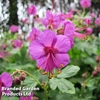 Geranium macrorrhizum Ingwersen