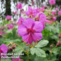 Geranium macrorrhizum Ingwersen