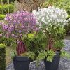 Geranium maderense 