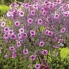 Geranium maderense Pink - 1 plant in 12cm pot