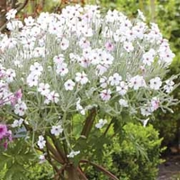 Geranium maderense 