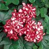 Geranium 
