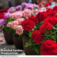 Geranium Mix