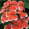 Geranium 