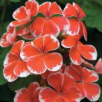Geranium 