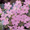 Geranium oxonianum 