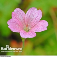 Geranium oxonianum 