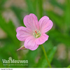 Geranium oxonianum 