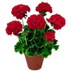 Geranium 