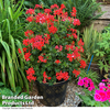 Geranium peltatum 