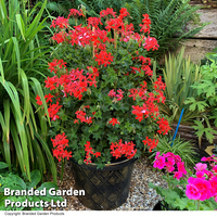 Geranium peltatum 