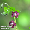 Geranium phaeum 