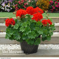 Geranium 