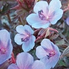 Geranium pratense Midnight Blue (Hardy) - 3 bare roots