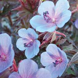 Geranium pratense Midnight Blue (Hardy) - 3 bare roots