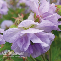 Geranium pratense 