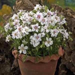 Geranium pratense 