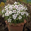 Geranium pratense 