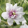 Geranium pratense 