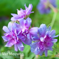 Geranium pratense 