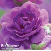 Geranium pratense 
