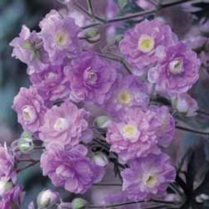 Geranium pratense 