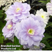 Geranium pratense 