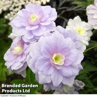 Geranium pratense 