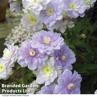 Geranium pratense 
