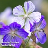 Geranium pratense var. striatum 