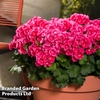 Geranium 