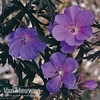 Geranium 