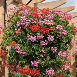Geranium Ready Planted Hanging Basket - 1 pre-planted basket