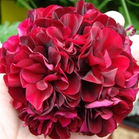 Geranium 