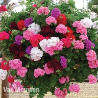Geranium 