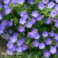 Geranium 