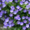 Geranium 