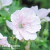 Geranium sanguineum 