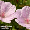 Geranium sanguineum 