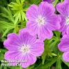 Geranium sanguineum Vision Violet