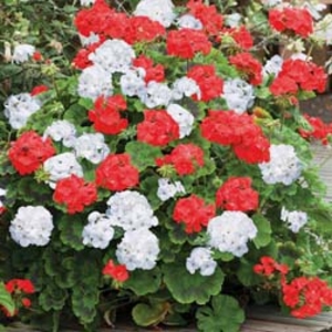 Geranium 