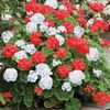 Geranium 