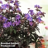 Geranium 
