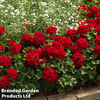 Geranium 
