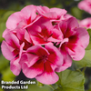 Geranium 