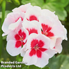 Geranium 