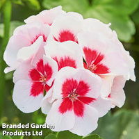 Geranium 