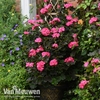 Geranium 