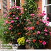 Geranium 