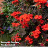 Geranium 